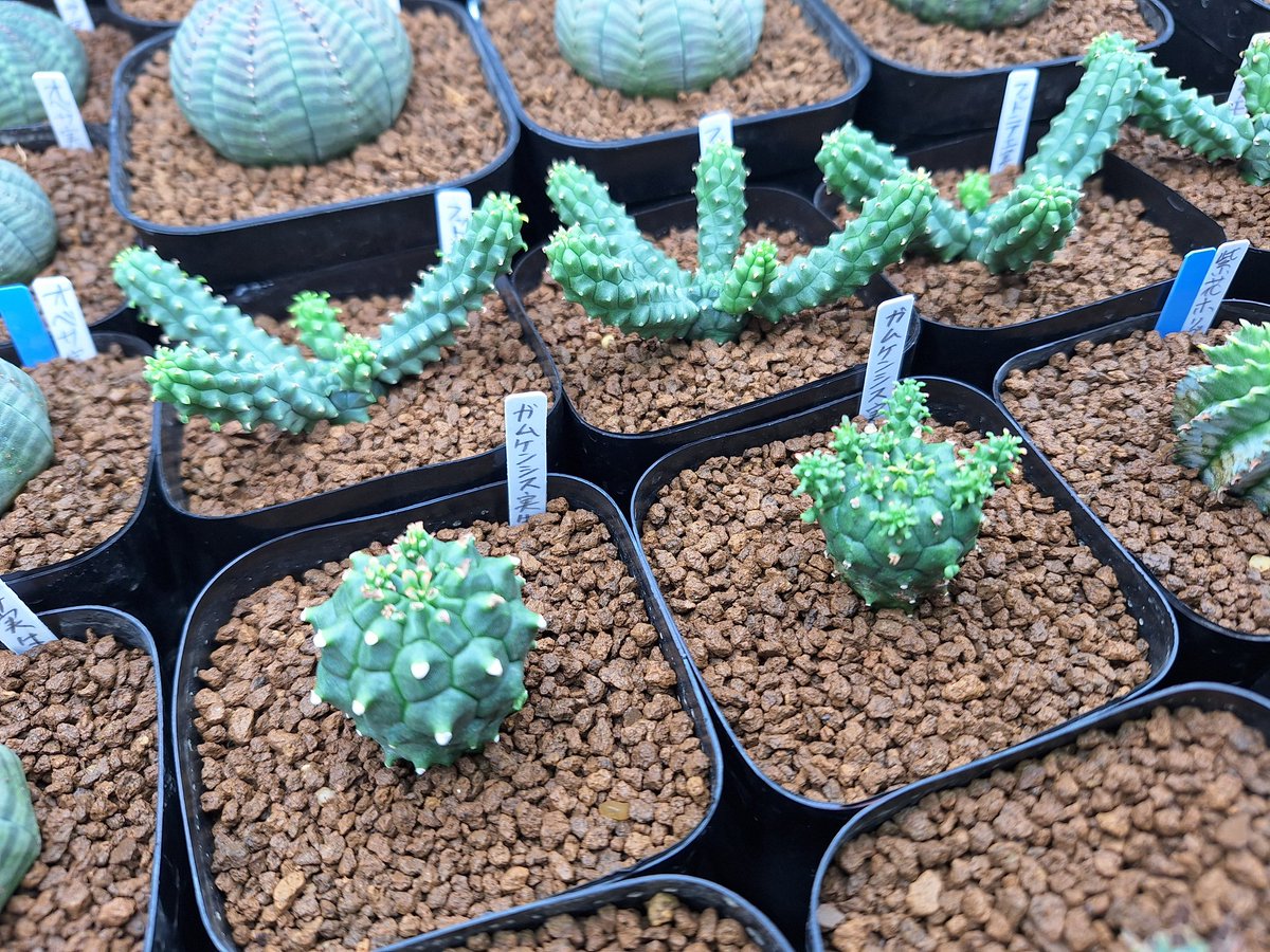 たかし tweet media