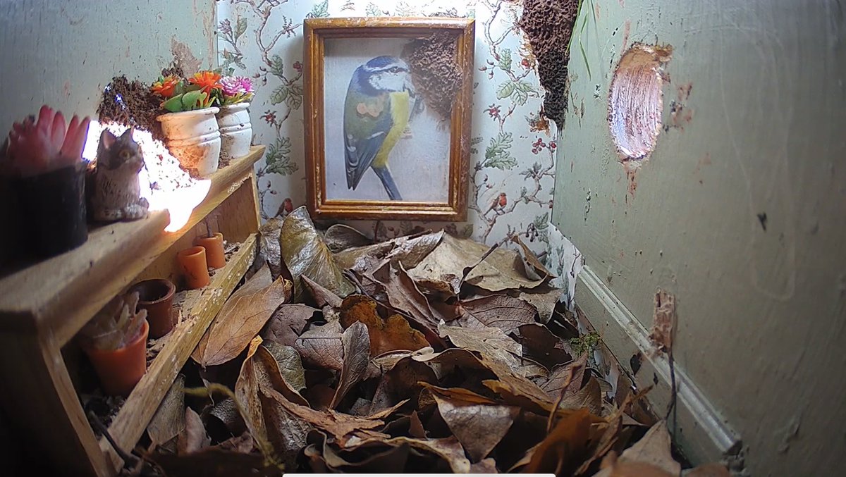 WildlifeKate tweet media