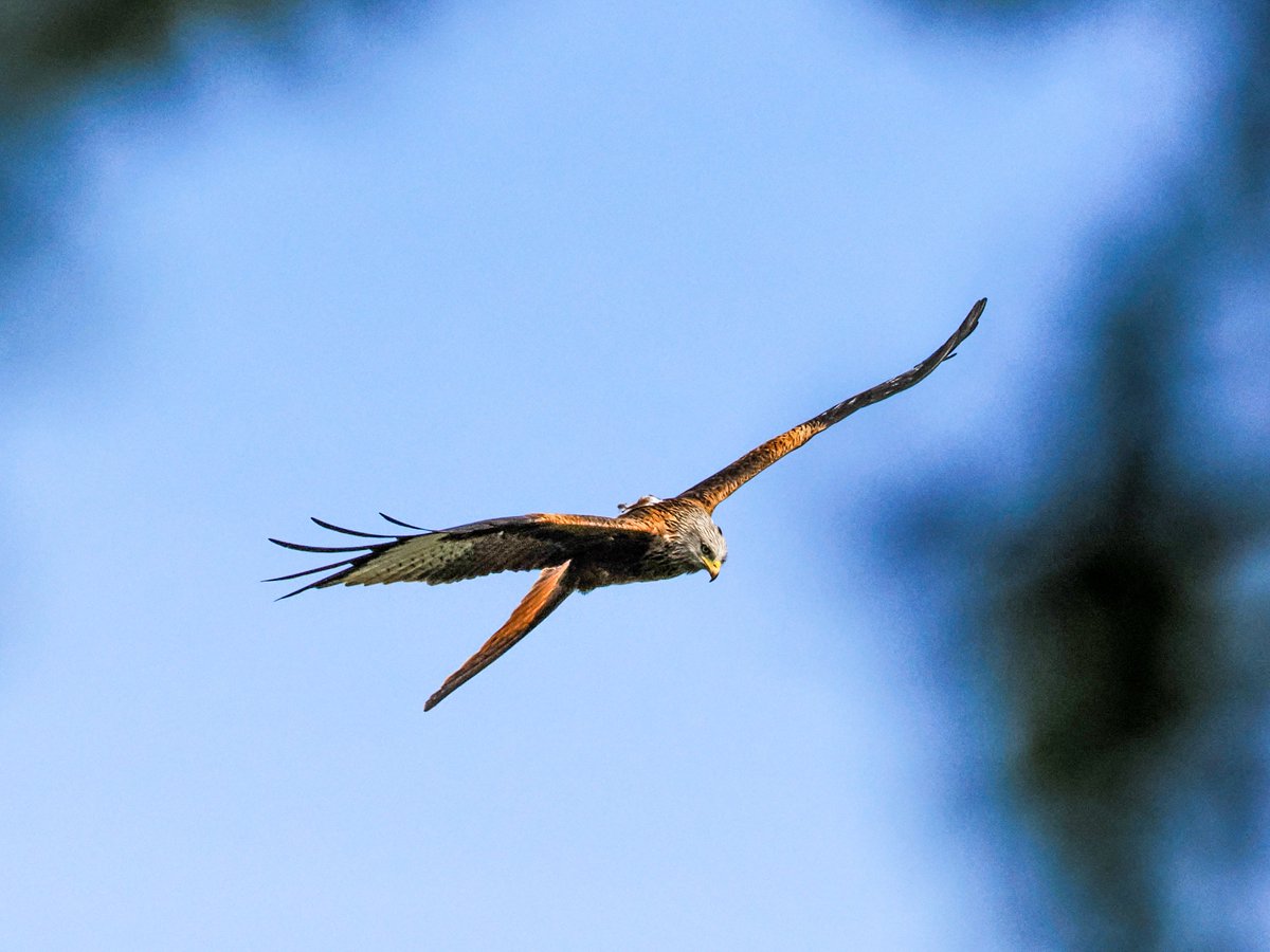 'Out of the Blue' - another glimpse of my favourite bird the #RedKite between the foliage @gateshead #DerwentValleyCountryPark
