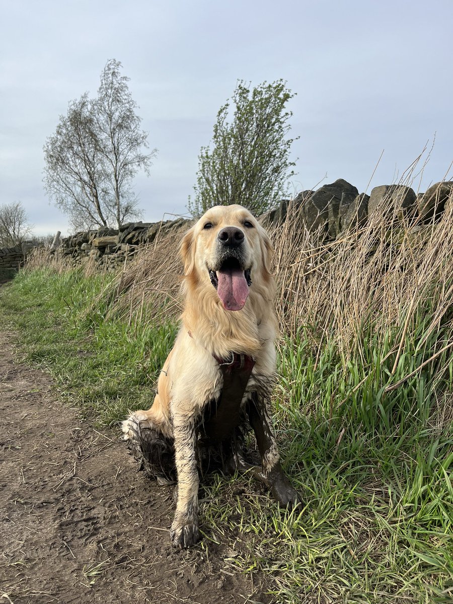 Dianar1988's tweet photo. @bunsenbernerbmd Agreed! Our golden is always a muddy mess 🤣 https://t.co/EKMZcGxgN3