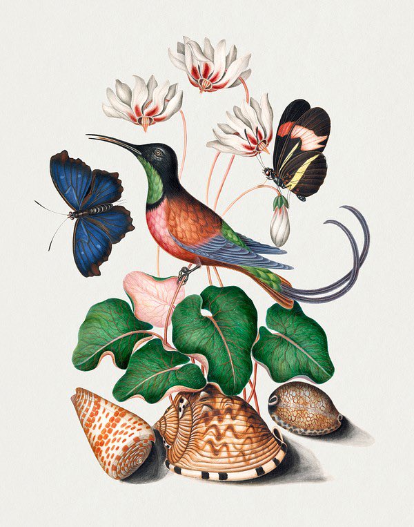 Good morning ☀️ 

Crimson topaz hummingbird, Cyclamen, Red Postman and shells from the Natural History Cabinet of Anna Blackburne

#GoodMorningEveryone #goodmorning