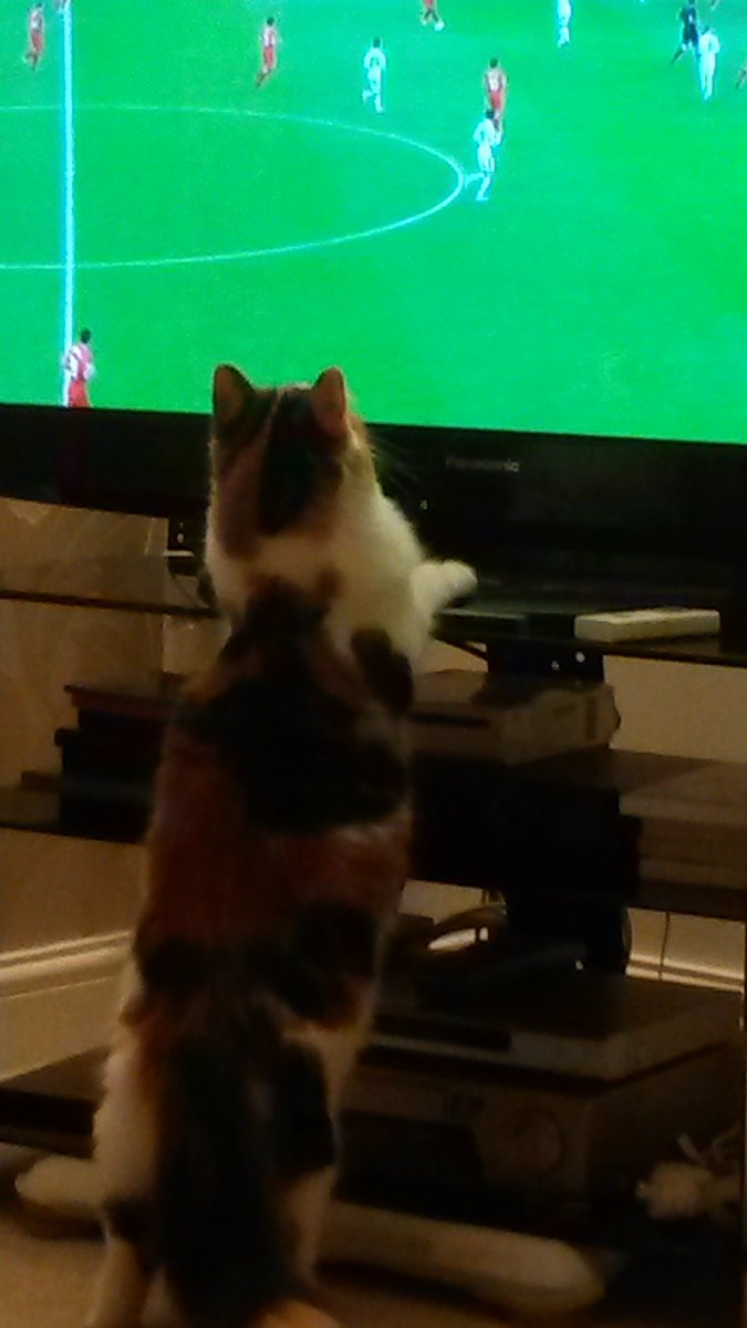 Sukie watching football some years ago 😹📺