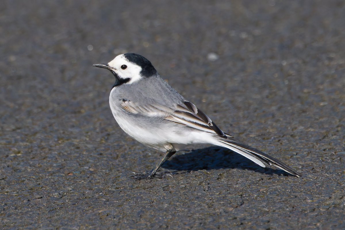 White Wagtail in the main car park @ SMI.