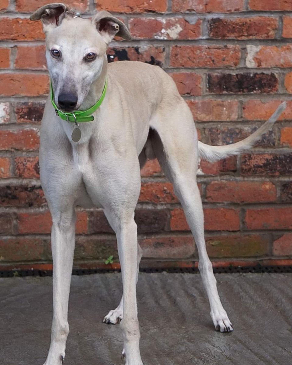 🌟NEW ARRIVAL🌟 Three and a half year old RENLEY arrived with us on the 13th April, so is just settling in. More details to follow as we get to know him. @makantsgreyhounds