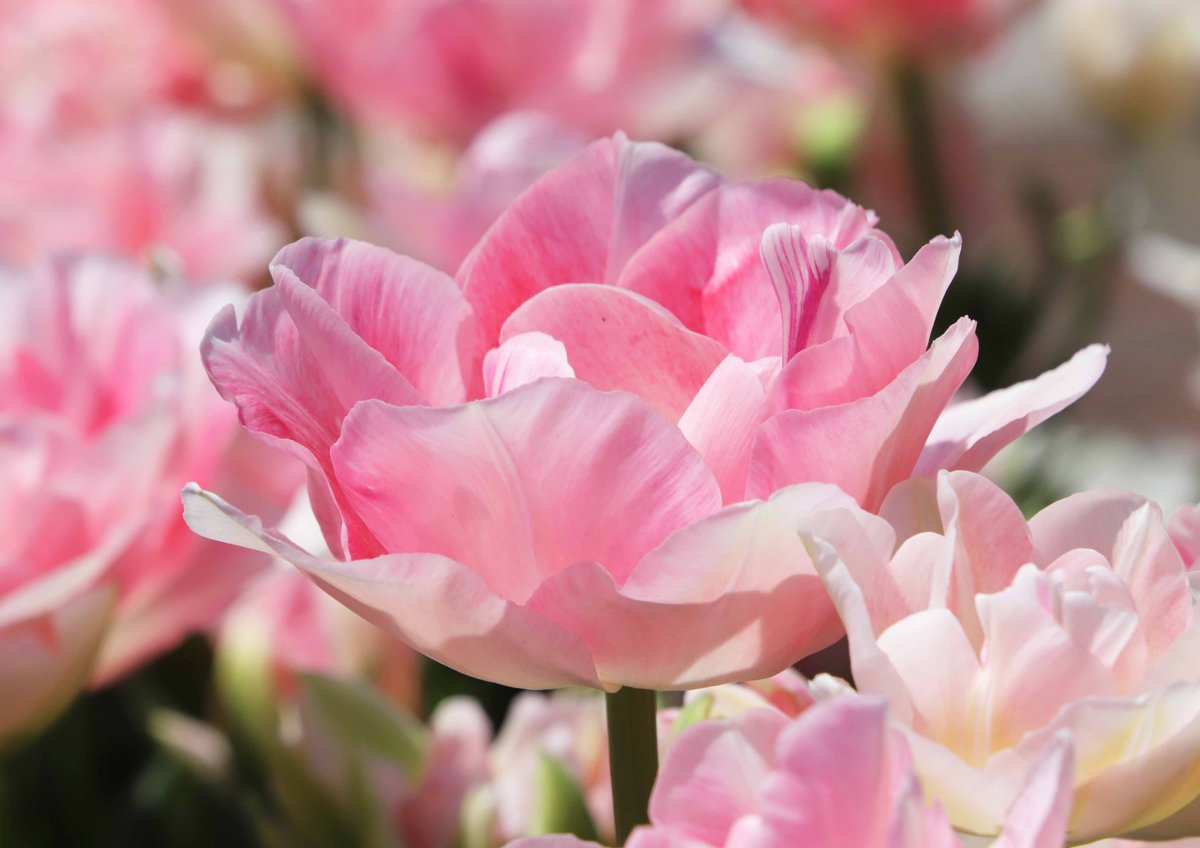 見ごろを迎えた、公園の花壇のチューリップ。天使のチューリップ「アンジェリケ」です(^^)