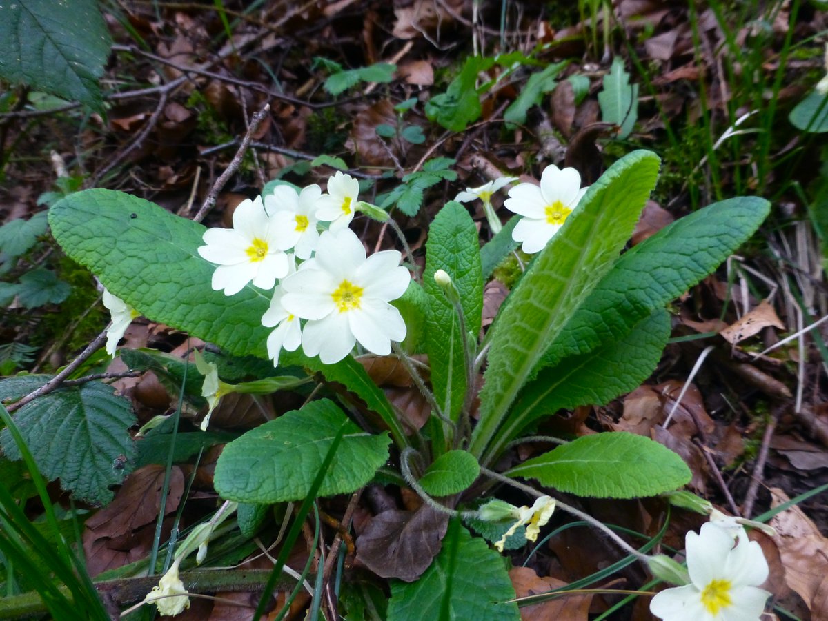 Good morning 🌼Have a peaceful Sunday. Primrose in the woods #Northyorkshire #SundayYellow