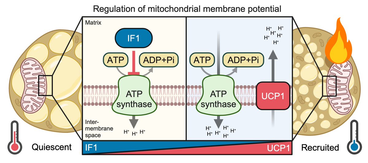 Today, we report that IF1 is a cold-regulated switch of ATP synthase to support thermogenesis in brown fat. 👇 biorxiv.org/content/10.110…