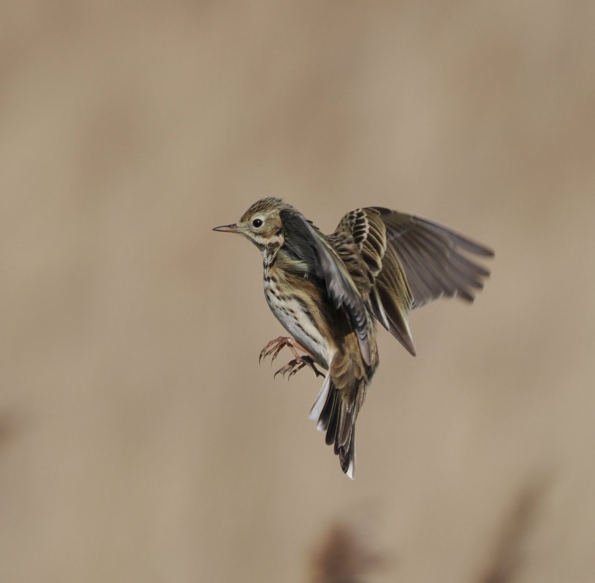 Interesting behaviour One of a pair of Meadow Pipit hovering 2m above a patch of long grass in the dunes at Dunwich. A Pied Wag then joined them Ideas? #birds #birdphotography #wildlife #wildlifephotography #nature #NaturePhotography @Natures_Voice @suffolkwildlife @BtoSuffolk