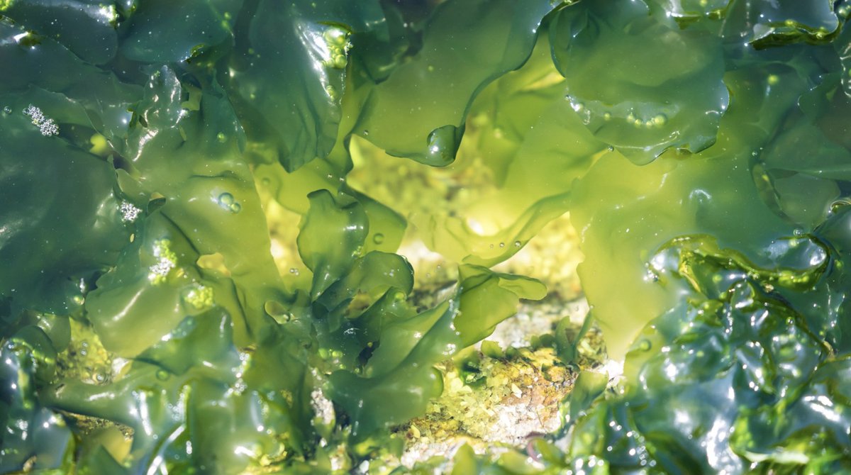 Introducing the world’s ‘first bio-circular data centre’ will see algae recycled into #energy 

ow.ly/Ej8n50Rkqx8

 #AlgaeEnergy #RenewableTech #SustainableInnovation #GreenTechnology #CleanEnergy #data #datacenter #tech #sustainability