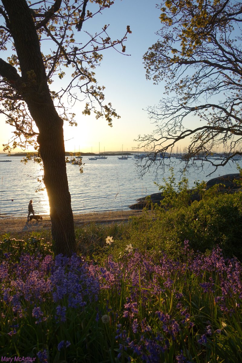 ~ Springtime by the bay .. 🤎💜🌾🪻~ Oak Bay, BC ~