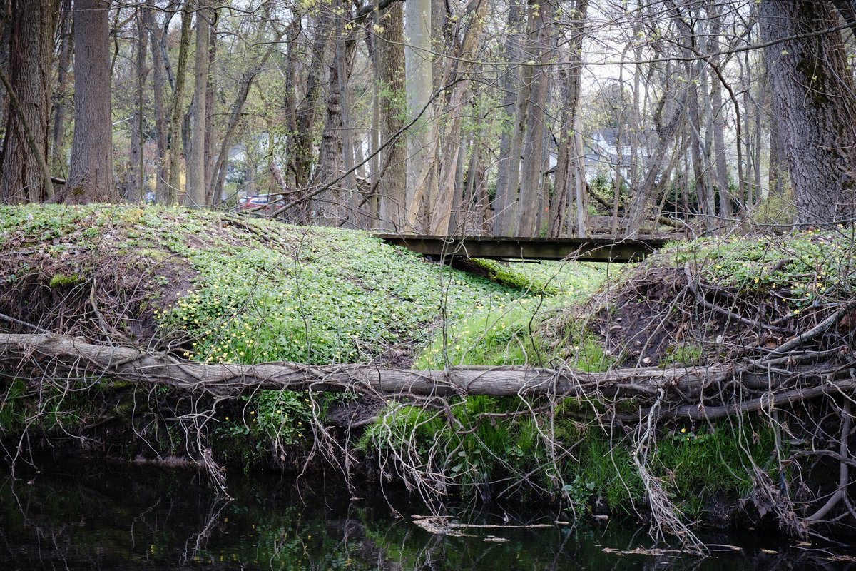 #silentsunday #photography #fujifilm #fujixt30ii #naturephotography #woodlandphotography