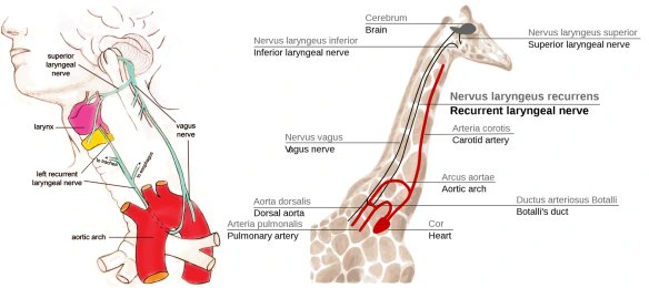 'The evidence that verifies the theory of evolution is plentiful, and sound arguments against the claim of instantaneous creation are many. They include the recurrent laryngeal nerve argument, as well as other similar comparative anatomy and historical geology arguments. 1/2