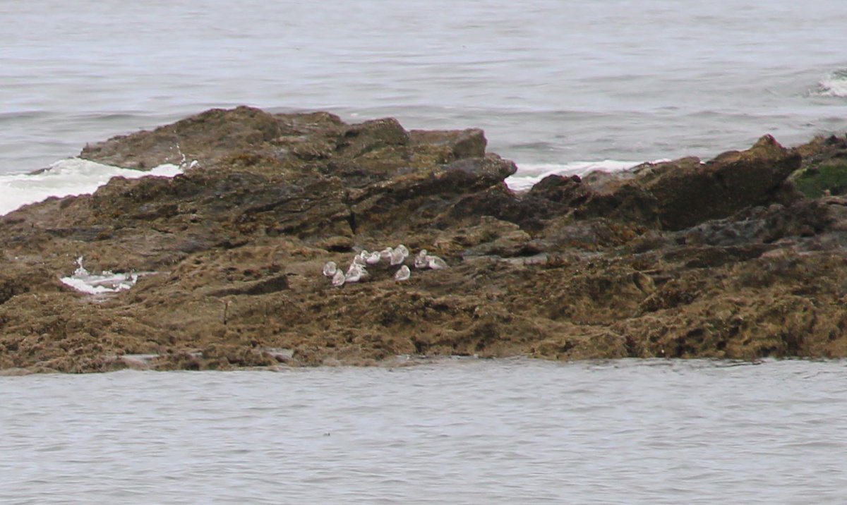 Zoomed in for the Turnstone and annoyingly missed focussing on the birds in the background 🙄
Any idea @DavidBurt8 ?
@Steveredwolf @birdcrazed6 @HamishCumming 
@sykesjeff @hertskingfisher @Aintright_bl9 @Natures_Voice @paulhayes55 @RSPBScotland @glenisilla @CheepBirds  #Birds