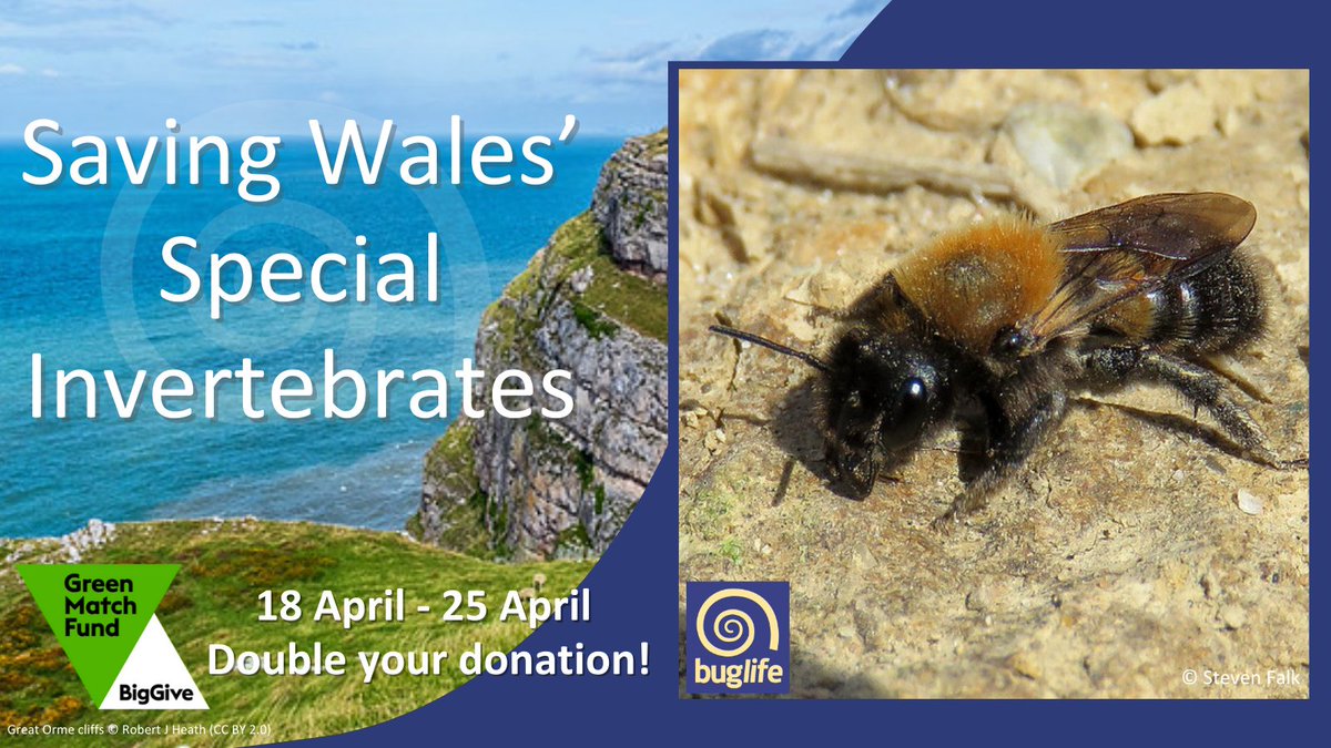 🐝The third special species we'd like to introduce you to is the Cliff Mason Bee (Osmia xanthomelana) the largest of the Osmia's found in the UK & also one of our most endangered Find out more👇 buglife.org.uk/bugs/bug-direc… Donate👇 donate.biggive.org/campaign/a0569… #BuglifeCymru @BigGive