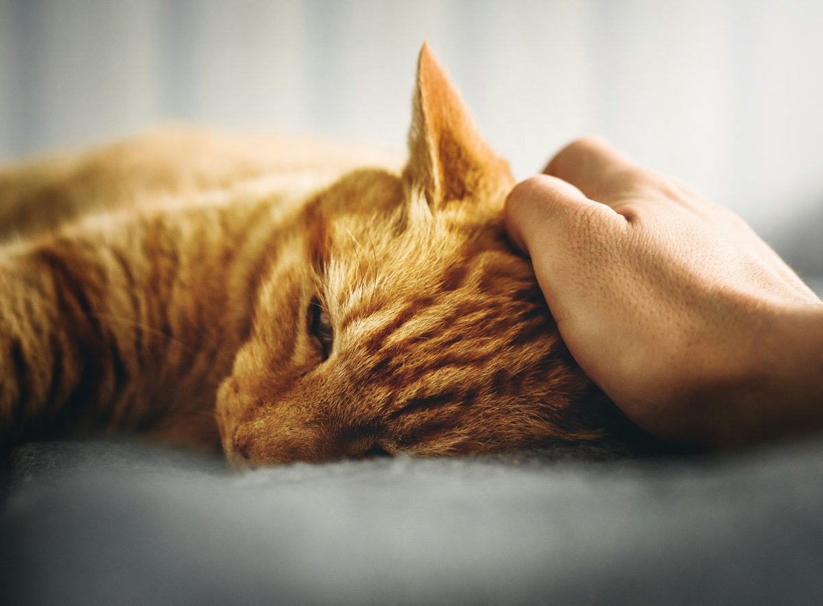 The unconditional love and companionship animals have to offer has spawned the surge of #petownership, with 57% of UK households owning a pet in 2023.  

Find out how the presence of a pet in the house can improve mental wellbeing and fulfilment: ow.ly/giYG50Rg4zY