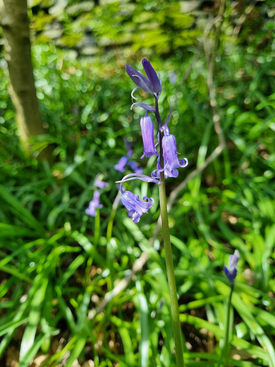 Spotting lots of little signs of Spring on today's walk: ✅️ Bees ✅️ Butterflies ✅️ Bluebells ✅️ Buds