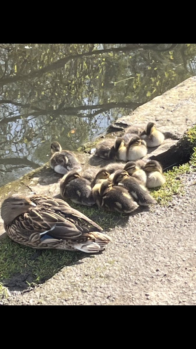 Happy Sunday everyone 💖hope you have a chilled and restful day. First batch of ducklings in the park 🥰🙏🏼 #SundayMorning #spring #ducklings #newlife