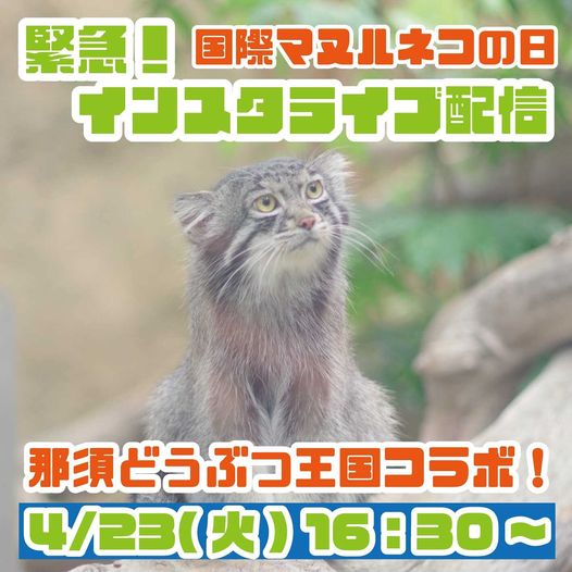 kobe_doubutsu's tweet photo. 毎年4月23日は「国際 #マヌルネコの日」(=^・^=)

4/23㈫16:30〜姉妹園である ＃那須どうぶつ王国 とコラボ インスタライブを行います！

飼育員ならではのエピソードなど、興味深い話が盛りだくさん！ぜったい観てくれよな！
https://t.co/DuJJ6pTo3V

＃神戸どうぶつ王国 https://t.co/AgBefVZaCk
