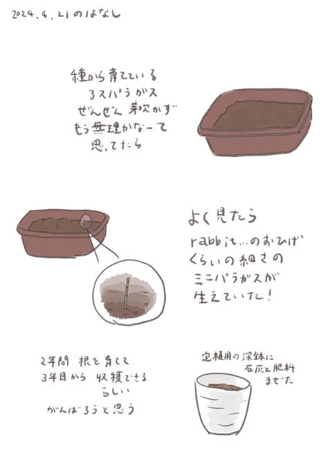 ミニパラガス🌱 