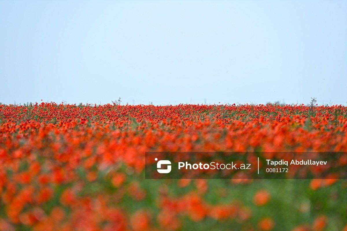 🌷Ağgöl milli parkı:

#Azerbaijan #FlowersOfTwitter