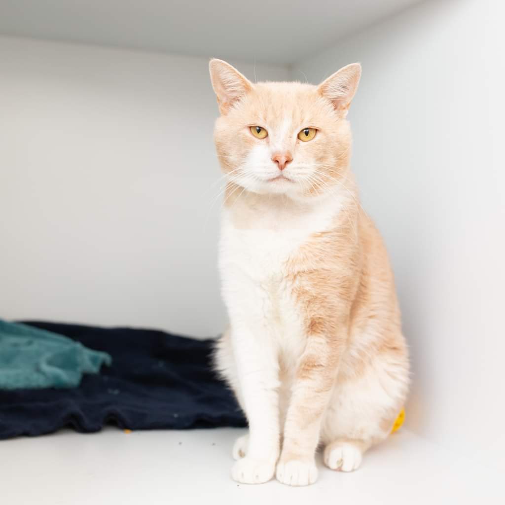 Meet Weasley, the furry foodie with a purr-sonality as fiery as his ginger fur! 😸
For more on Weasley please visit 👉 bit.ly/AWLQWeasley
🐱 10-year-old Domestic Short Hair AID# 125150
♂️/♀️ Male
📍 Willawong Animal Rehoming Centre

#AnimalShelter #ChooseToAdopt #ShelterCat