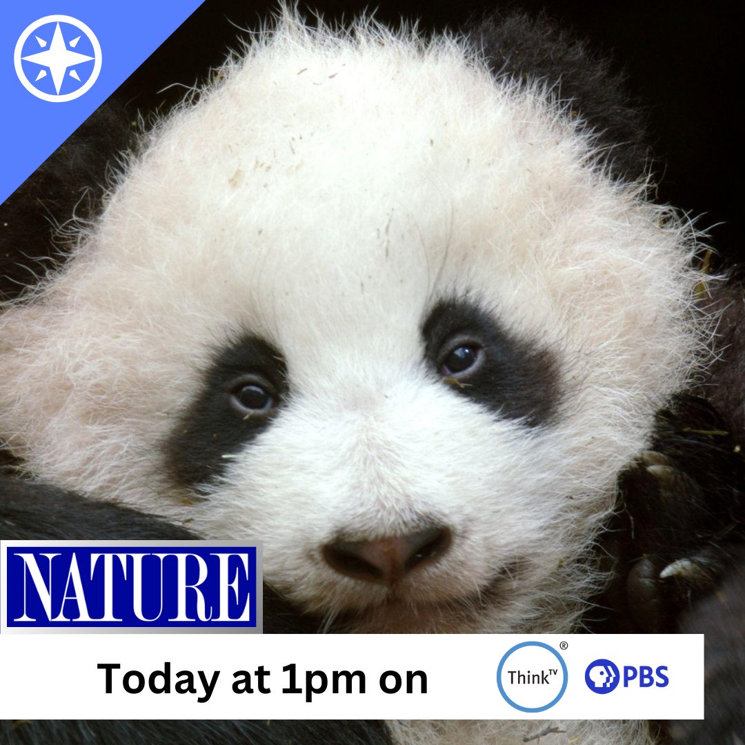 Unlock the mysteries of wild pandas, whose counterparts in captivity are known for their gentle image, on Nature - Pandas: Born to Be Wild today at 1pm on ThinkTV16, the station livestream, or with Passport on the PBS app: video.thinktv.org/video/pandas-b….
