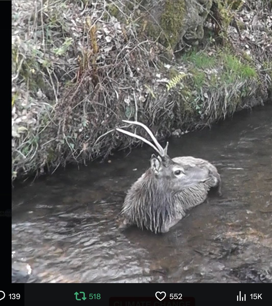 @NDHuntSabs ''The Devon & Somerset Staghounds gunman who shot the young stag after his cruel gang chased him for miles to collapse.'' this is not hunting this is just plain mean and me hopes he realizes this.