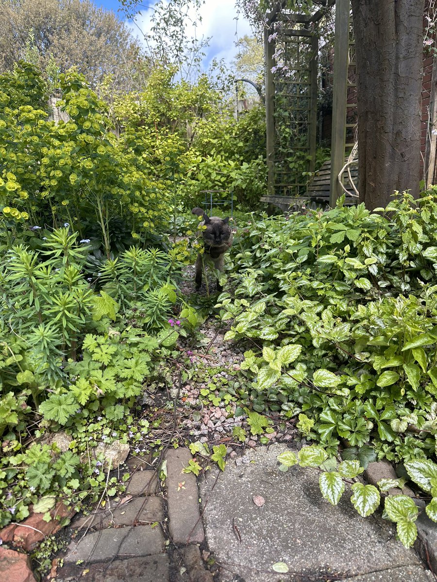 nattemouw's tweet photo. Milo loopt als een oud mannetje door de tuin https://t.co/ZffD87qL6v