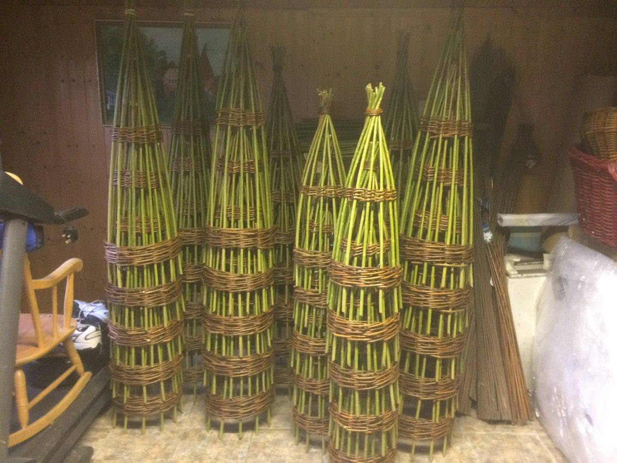 Very busy #weaving a batch of 70 #willow #obelisks this weekend. Standard sizes 1.0-2.0m tall@32cm  diameter from £19.00, standard or spiral design. Bespoke up to 2.6m tall and 1.1m diameter <a href="/handmadebritain/">Handmade in Britain</a> @handmadeUK #gardening all certified UK5 organic by <a href="/SoilAssociation/">Soil Association</a>