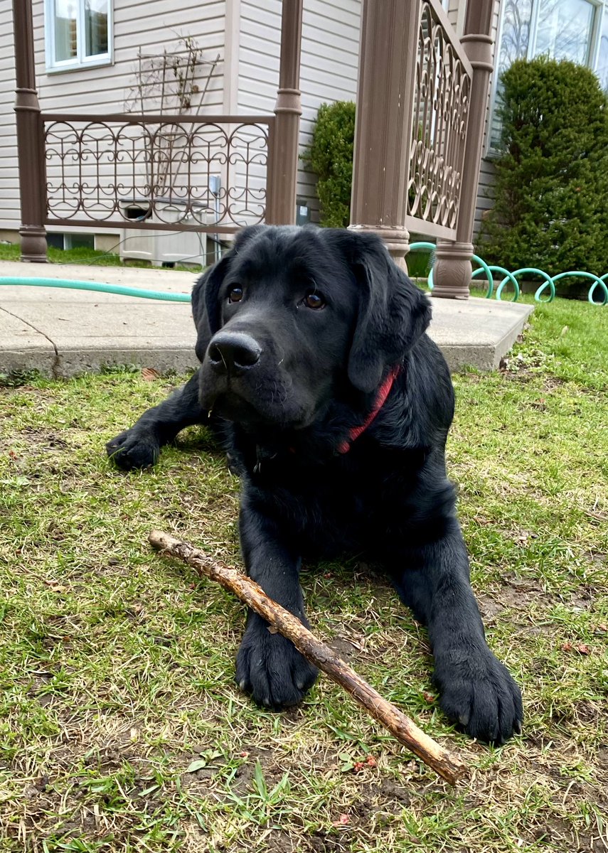 Happy Sunday morning everyone. Hope y’all found a nice stick to chew on.