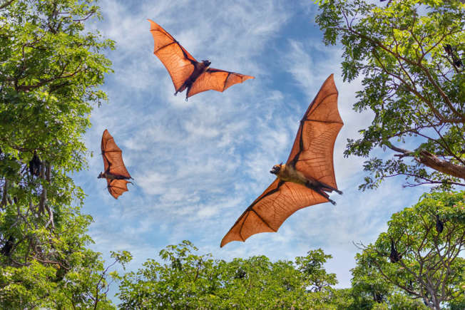 shaksn118's tweet photo. Bat Appreciation day https://t.co/MxYj9E4KwD