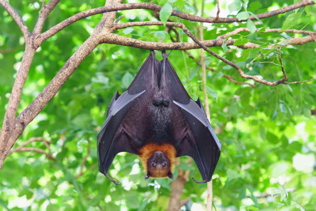 shaksn118's tweet photo. Bat Appreciation day https://t.co/MxYj9E4KwD