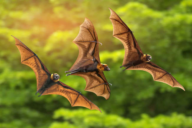 shaksn118's tweet photo. Bat Appreciation day https://t.co/MxYj9E4KwD