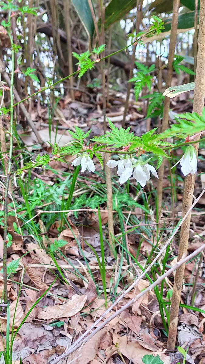 Walking on an empty road is a competition with myself🚶🧐😉👍
Supply and demand in nature🍀🐝
Flowers face down and leaves face up🌼🌿
#hike #walk #nature #empty #alone #supply #demand #carnivorousplants #plant #insect #flower #leave