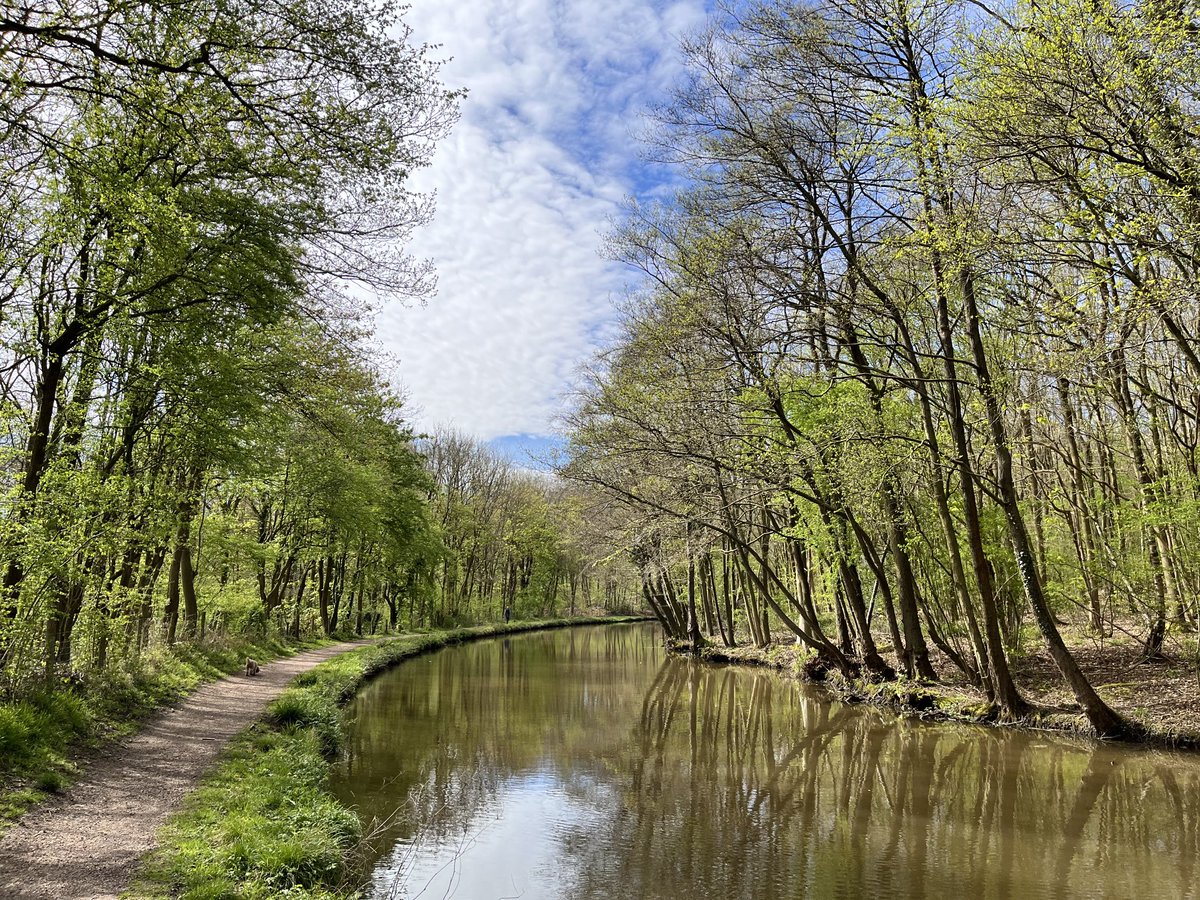 Spring sunshine and chiffchaffs calling as the trees come into leaf along the Worcestershire and Birmingham Canal, near Alvechurch. ⁦@CanalRiverTrust⁩