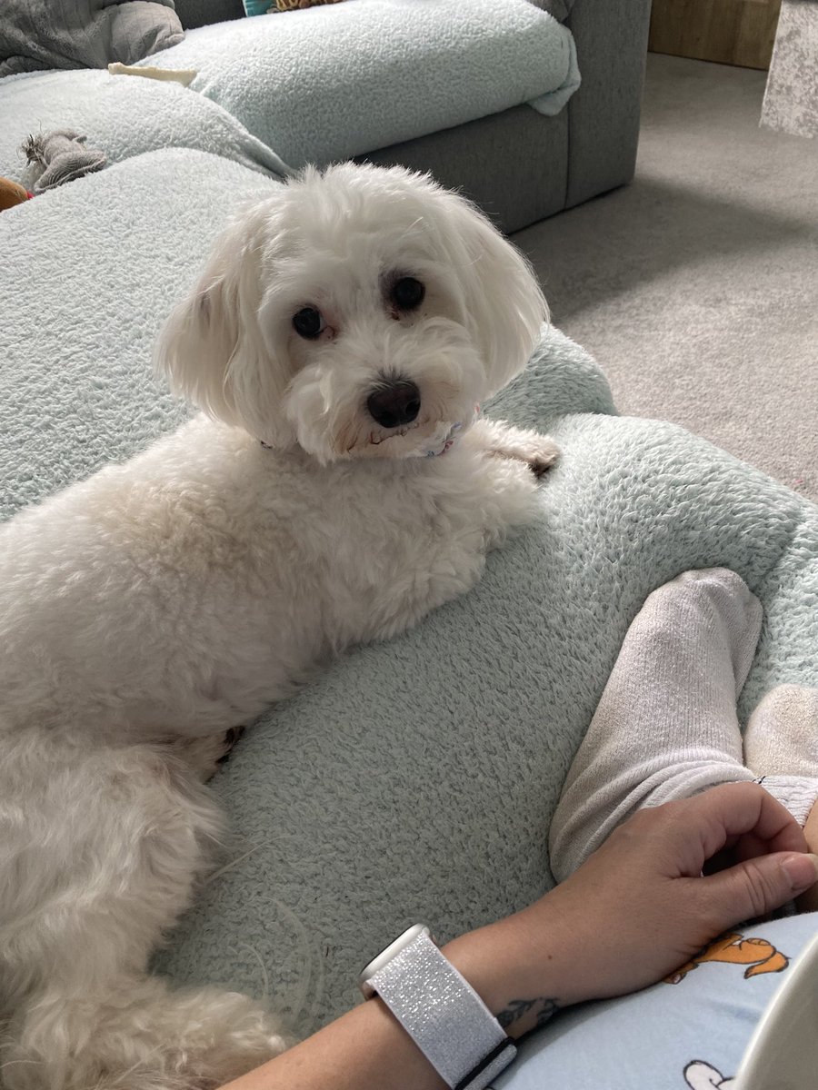 Zoe_Williams86's tweet photo. Lazy Sundays before a night shift (me not the dog) #myboy #cutie #hugo #lazysundays https://t.co/rFW6FAFFOO