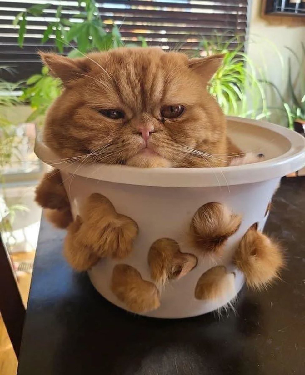 Please remember to re-pot you cats, they need room to grow.. 😅