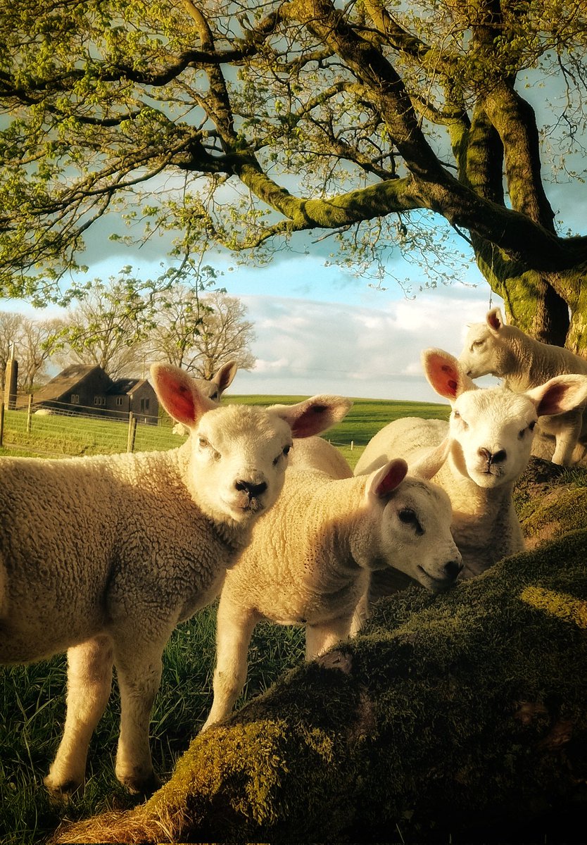 Hello little lamb! Barnoldswick last night. @ThePhotoHour @BritishWool @CountryfileMag @Countrylifemag @NorthernLifeMag @bbcweather @WildlifeMag @ChrisPage90 @kerriegosneyTV @EmmaJessonTV @EmmanuelleLhoni @itvweather @CravenHerald @lancstelegraph