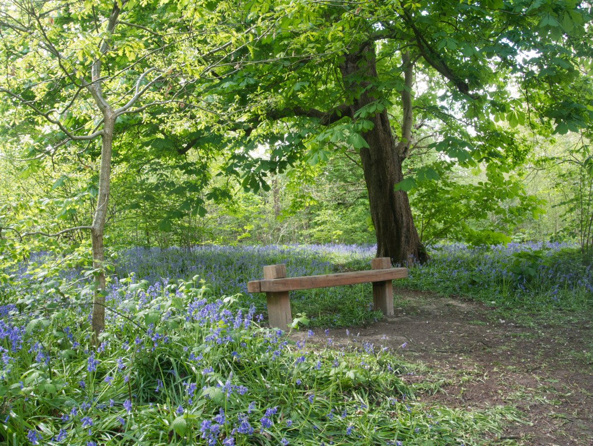 Long Wood looking its best yesterday on our @WarrenFarmNR walk yesterday. Who would think this green oasis is so close to the M4? @BrentRiverPark