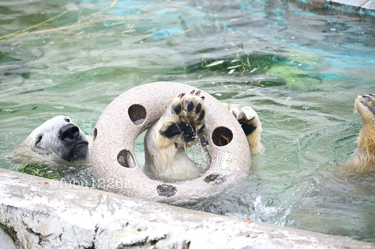 久しぶりにポン・デ・フブキ🍩
（2024.04📷）

#東山動植物園
#ホッキョクグマ