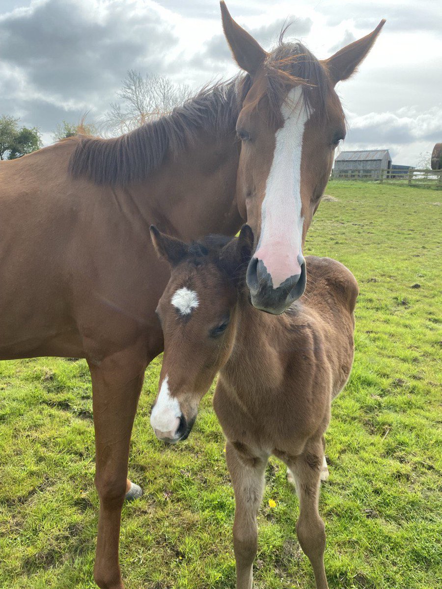 How about some Sunday cuteness? Candescence and her colt foal this morning having a cuddle 😍😍😍😍😍