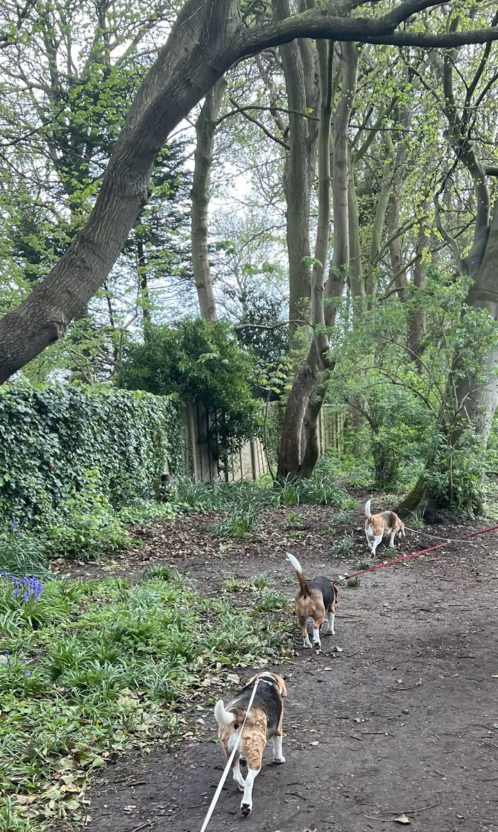Tulips, bluebells, blossom and leaves on the trees 🌷🪻🌸🌿🥰 We’ve been out hunting evidence of spring, we think it might really be here at last 🙏☀️ Watch out 🐿️🐿️🐿️ We know you are out there hiding from us 👀👀🐶🐶🐶 #beagles #sundayvibes #dogsoftwitter #dogsofX