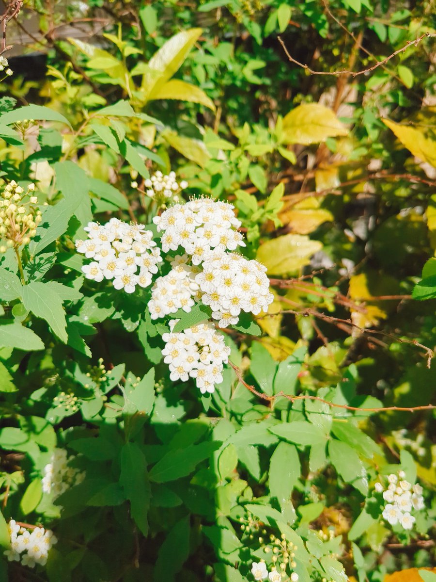 fujinasu's tweet photo. お庭のコデマリ、今年も咲きました🌼

スーパーヤオコー直輸入ワイン、イタリアのカンパーニャ州、[ティテルノ·ロッソ]🇮🇹
明るいルビー色、すみれの香り、ピザと一緒に楽しめるワインという事で、ラベルにはピザのデザインが🍕
サンジョベーゼとバルベーラのブレンド🍇 https://t.co/aKXM8uVXJ2
