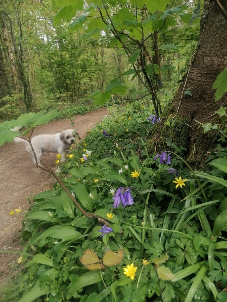 My absolute favourite time of year and place. The magic of wild garlic mixed with bluebells and celadines #nature #springtime #woodlands #liftsthespirit #goodforthesoul