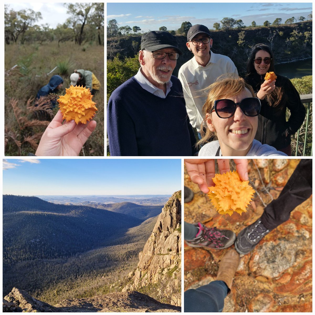 A travelling yam daisy #pollen grain and a rare sighting of Pope Kershaw. Key elements of a successful field expedition to southeastern #Australia!
