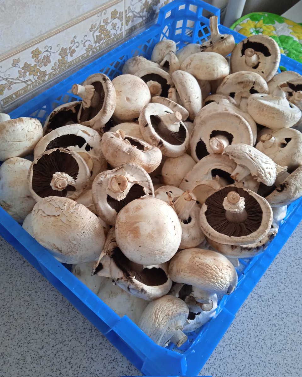 Suddenly hv an enormous amount of mushrooms! )) 
What should I do with all this goodness now? ))
How to save them? Wash, cut up and put into bags and into the freezer? )) 
Throw some of your #mushroom #veganrecipes my way, maybe? ))
#vegan #veganskinnybitch
#govegan #veganplanet