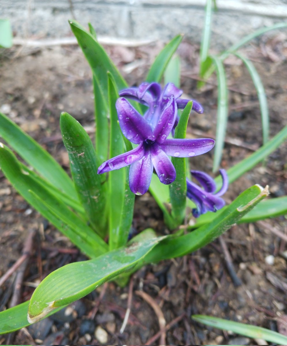 zumbul or hyacinth
#FlowerReport #NewEngland #ζουμπουλια