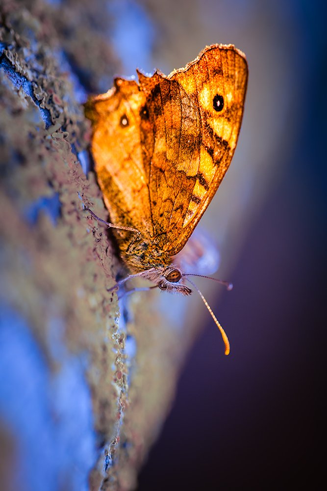 Let's keep you guys busy with fun photography challenges on X 😉📸 QP⬇️ Spring is now here and 'Butterflies' are around. Share your Best Work 📸 😊🦋 #photo #photography #sundayvibes #butterfly #animals