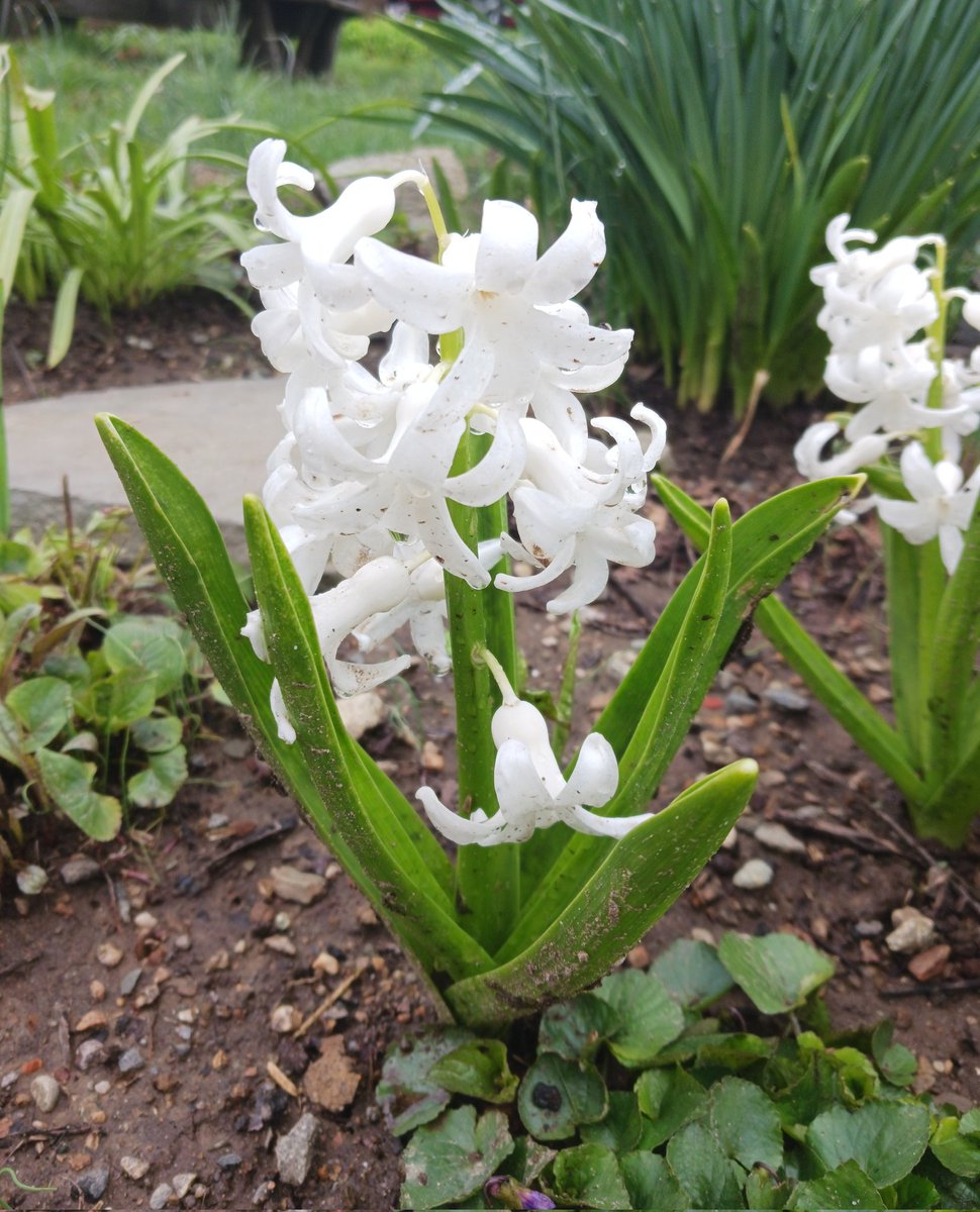 white hyacinth in Christine's garden #FlowerReport #NewEngland