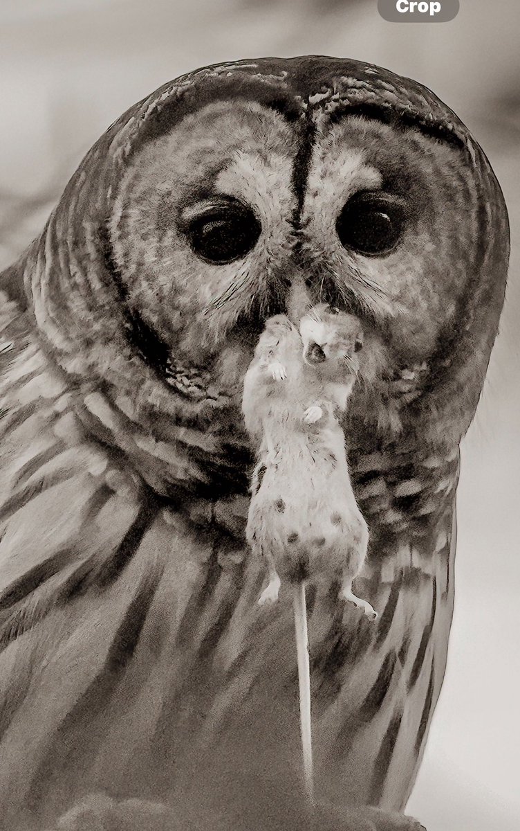 So there I was just minding my business #owls #nature #wildlifephotography #birds #BirdsOfTwitter